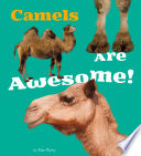 Camels Are Awesome!