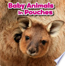 Baby Animals in Pouches