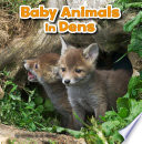 Baby Animals in Dens