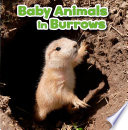 Baby Animals in Burrows