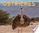 Ostriches (Pebble Plus: Meet Desert Animals)