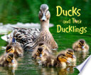 Ducks and Their Ducklings