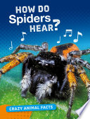 Crazy Animal Facts: How Do Spiders Hear?