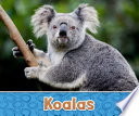 Australian Animals: Koalas