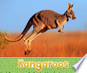 Australian Animals: Kangaroos